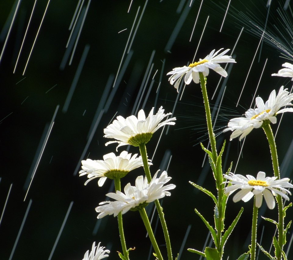 Обои цветы, лепестки, дождь, ромашки, белые, стебли, flowers, petals, rain, chamomile, white, stems разрешение 1920x1080 Загрузить