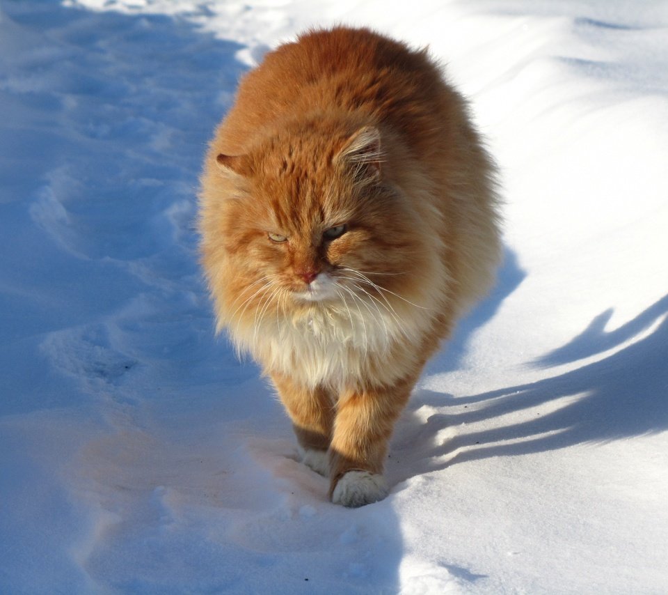 Обои снег, зима, кот, мордочка, усы, кошка, взгляд, ушки, рыжий, red, snow, winter, cat, muzzle, mustache, look, ears разрешение 4320x3240 Загрузить