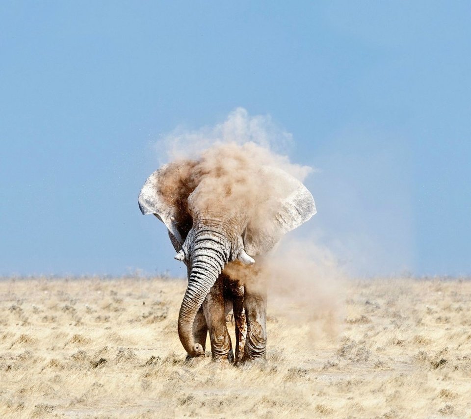 Обои небо, песок, слон, пыль, уши, бивни, the sky, sand, elephant, dust, ears, tusks разрешение 1920x1080 Загрузить