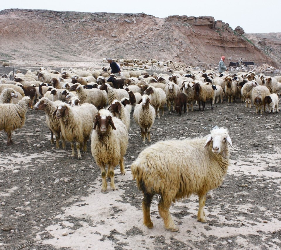 Обои природа, пастбище, овцы, пастух, овца, отара, nature, pasture, sheep, shepherd разрешение 4272x2848 Загрузить