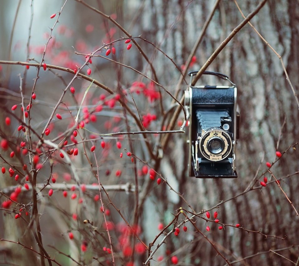 Обои природа, фон, ветки, фотоаппарат, ягоды, куст, камера, nature, background, branches, the camera, berries, bush, camera разрешение 2048x1365 Загрузить