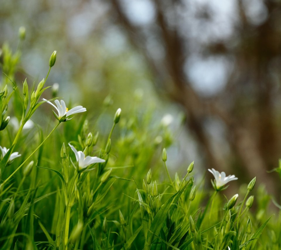 Обои цветы, трава, природа, размытость, белые, полевые цветы, flowers, grass, nature, blur, white, wildflowers разрешение 5103x3222 Загрузить