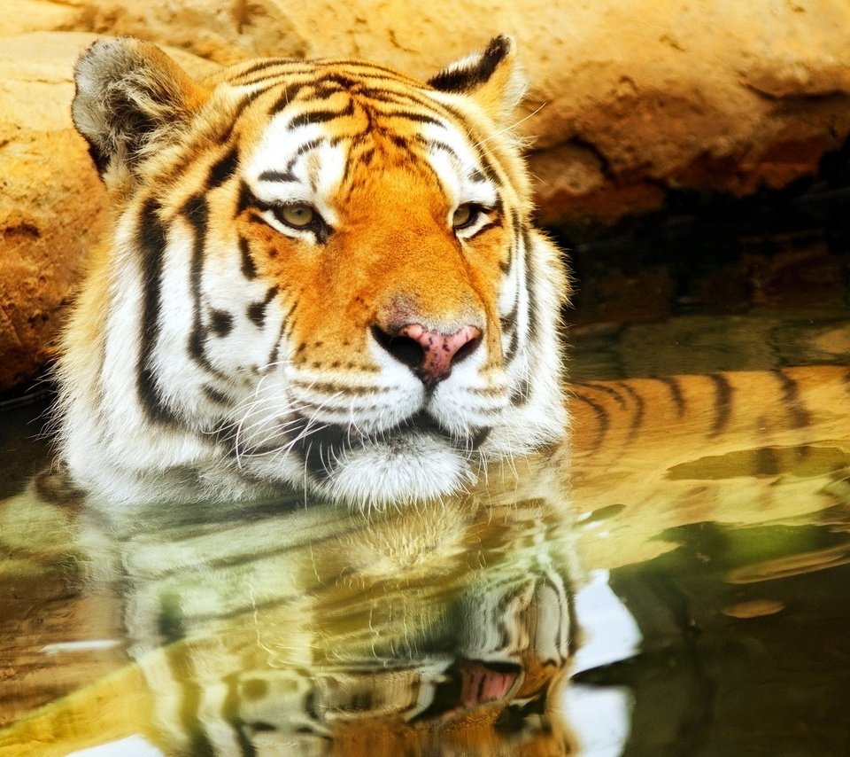 Обои тигр, морда, вода, усы, кошка, взгляд, хищник, tiger, face, water, mustache, cat, look, predator разрешение 1920x1200 Загрузить