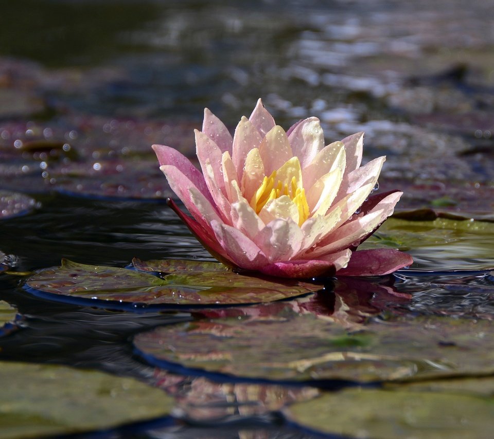 Обои макро, цветок, лепестки, кувшинка, водяная лилия, macro, flower, petals, lily, water lily разрешение 1920x1280 Загрузить