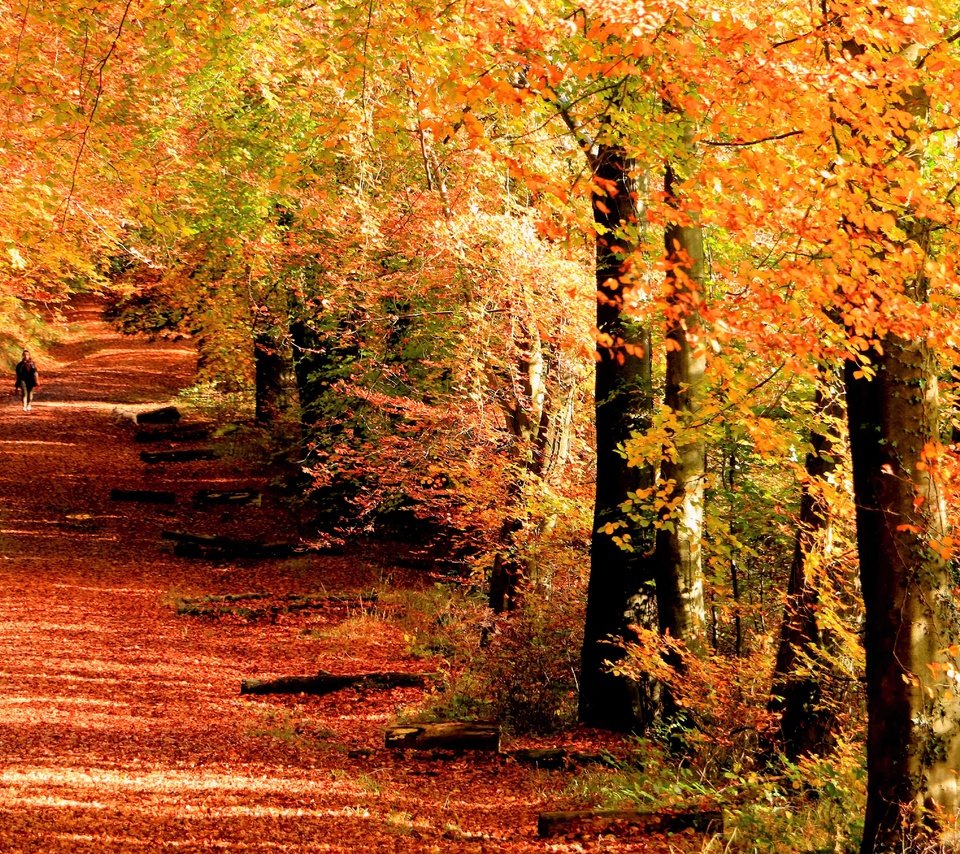 Обои деревья, девушка, стволы, листва, осень, аллея, trees, girl, trunks, foliage, autumn, alley разрешение 5419x3613 Загрузить