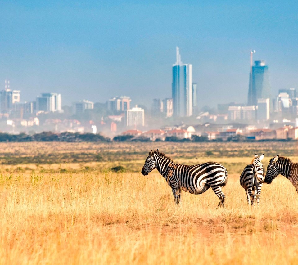 Обои зебра, поле, город, африка, кения, зебры, nairobi national park, найроби, zebra, field, the city, africa, kenya разрешение 4000x2249 Загрузить