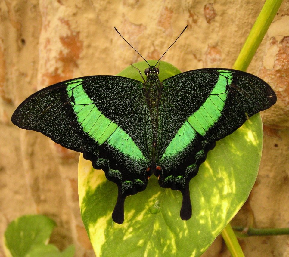 Обои макро, насекомое, парусник, бабочка, крылья, парусник палинур, macro, insect, sailboat, butterfly, wings разрешение 2048x1536 Загрузить