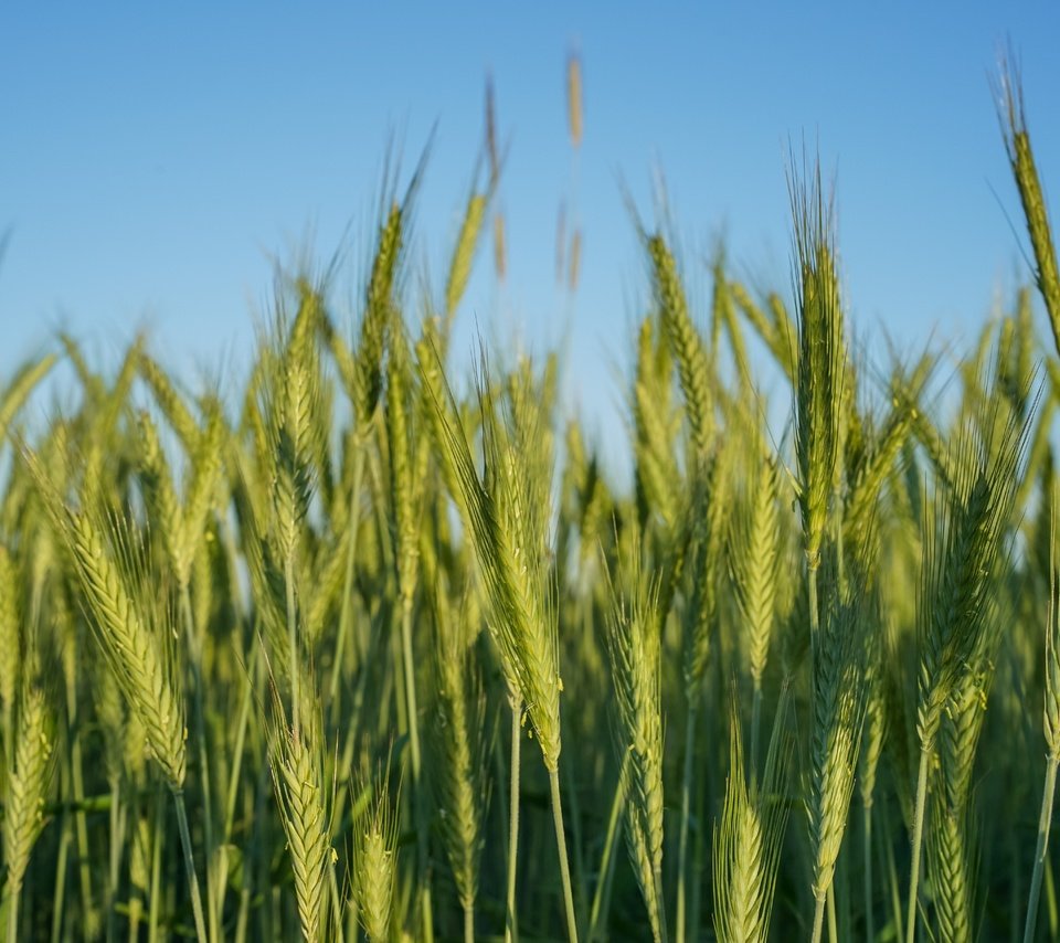 Обои природа, поле, колосья, пшеница, nature, field, ears, wheat разрешение 7360x4912 Загрузить