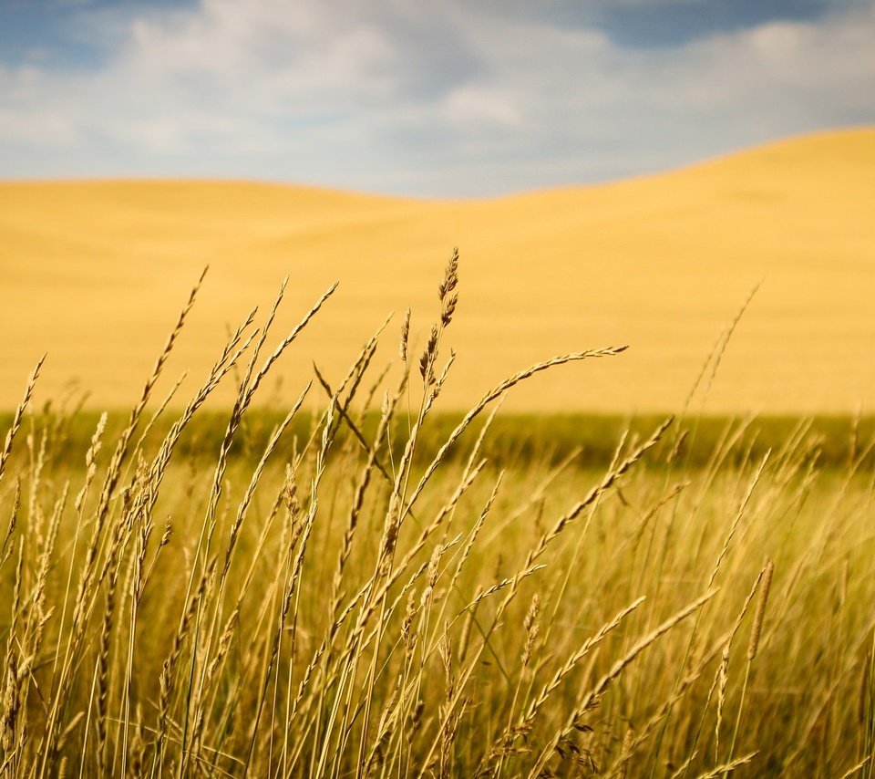 Обои трава, природа, макро, поле, размытость, колоски, grass, nature, macro, field, blur, spikelets разрешение 2048x1177 Загрузить