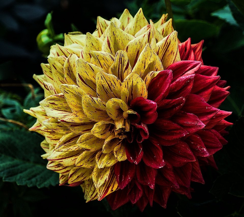 Обои листья, макро, цветок, лепестки, георгин, leaves, macro, flower, petals, dahlia разрешение 3840x2400 Загрузить