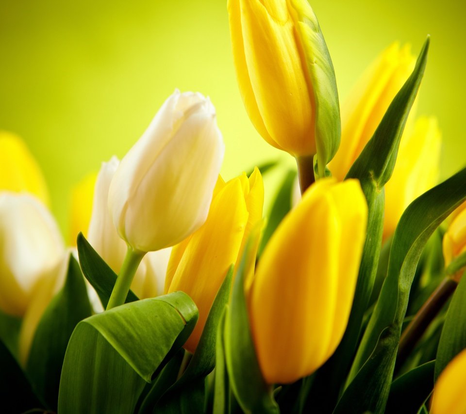Обои цветы, бутоны, тюльпаны, белые, желтые, flowers, buds, tulips, white, yellow разрешение 4620x3744 Загрузить