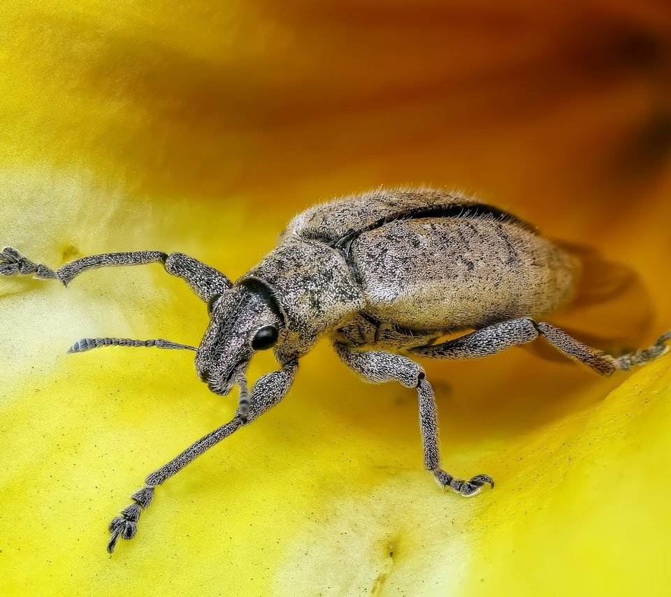 Обои жук, насекомое, крупным планом, долгоносик, beetle, insect, closeup, weevil разрешение 3974x2711 Загрузить