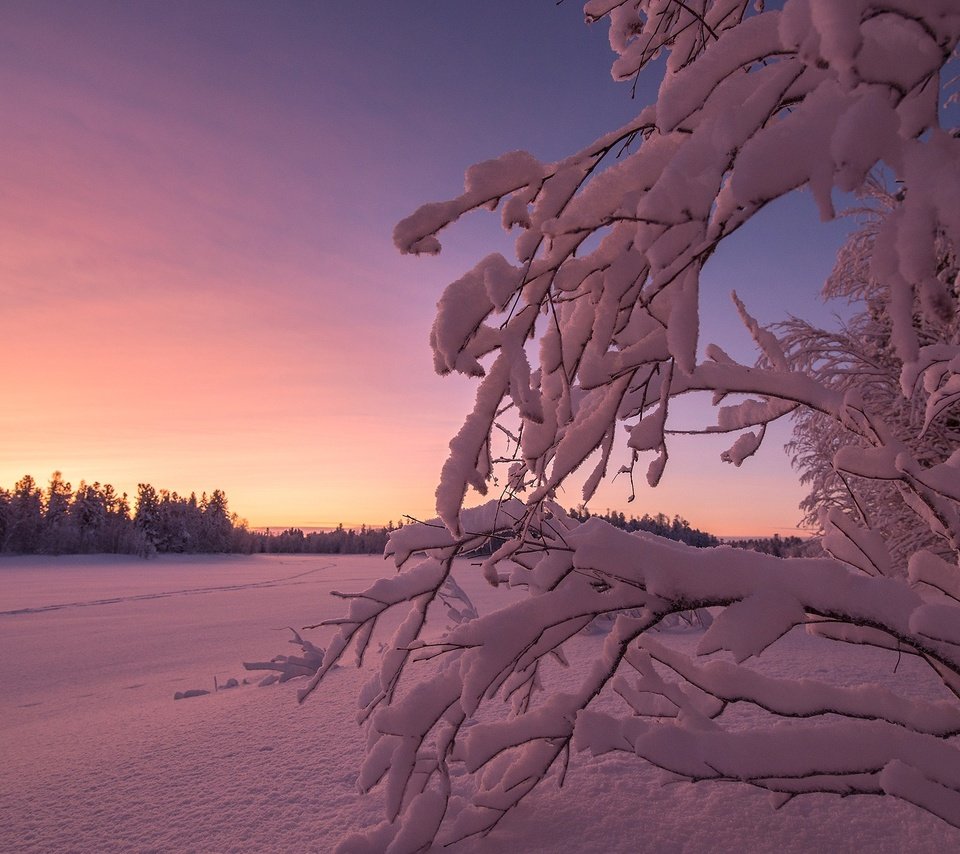 Обои небо, снег, закат, зима, ветки, the sky, snow, sunset, winter, branches разрешение 2560x1600 Загрузить