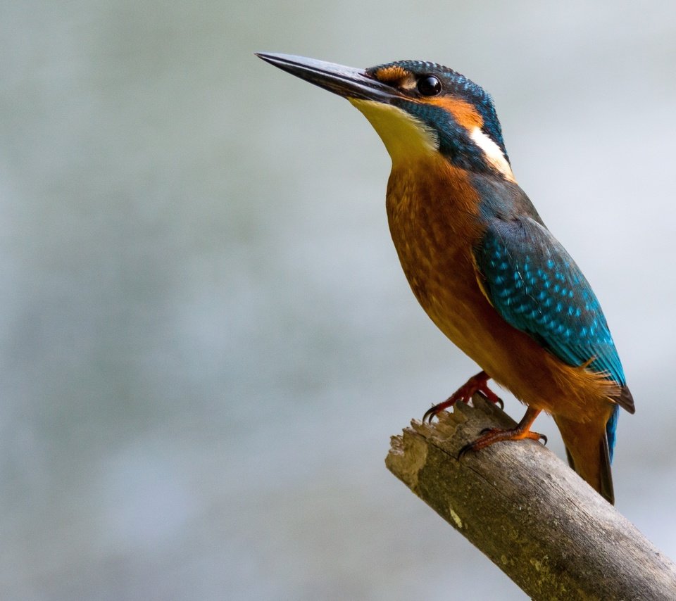 Обои птица, клюв, перья, боке, зимородок, bird, beak, feathers, bokeh, kingfisher разрешение 3886x2186 Загрузить