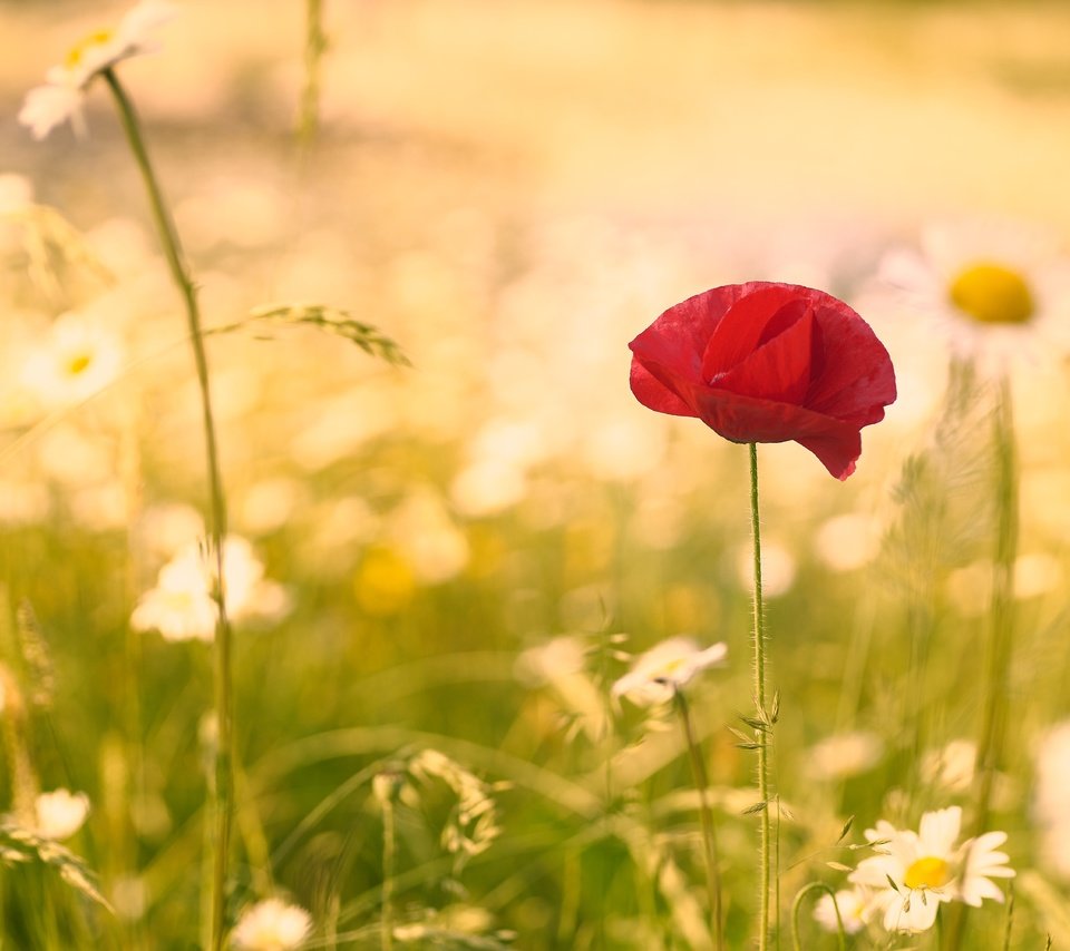 Обои цветок, лето, мак, ромашки, стебель, полевые цветы, flower, summer, mac, chamomile, stem, wildflowers разрешение 6000x4000 Загрузить