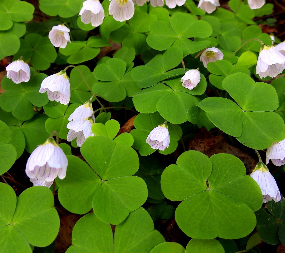 Обои цветы, листья, лепестки, кислица, заячья капуста, flowers, leaves, petals, oxalis, hare cabbage разрешение 2560x1600 Загрузить