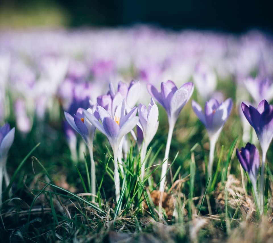 Обои цветы, трава, природа, лепестки, весна, крокусы, flowers, grass, nature, petals, spring, crocuses разрешение 4368x2912 Загрузить