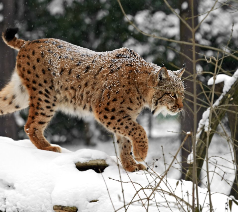 Обои снег, зима, рысь, хищник, дикая кошка, snow, winter, lynx, predator, wild cat разрешение 1920x1200 Загрузить