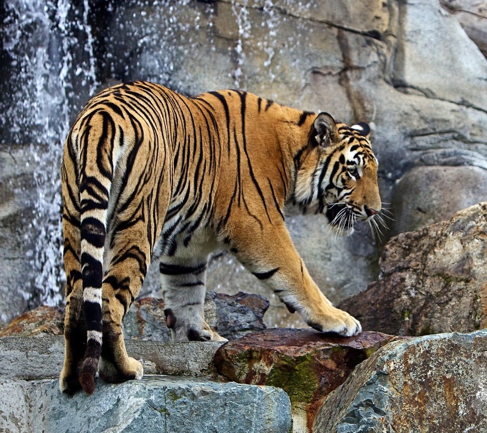 Обои тигр, вода, кошка, животное, дикая кошка, tiger, water, cat, animal, wild cat разрешение 1920x1200 Загрузить