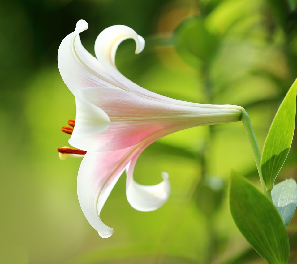 Обои листья, макро, фон, цветок, лепестки, размытость, лилия, leaves, macro, background, flower, petals, blur, lily разрешение 5100x3400 Загрузить