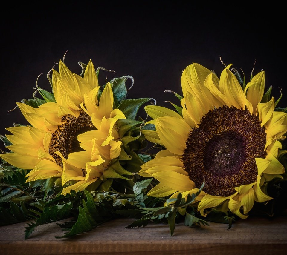 Обои цветы, макро, лепестки, подсолнух, желтые, javier, flowers, macro, petals, sunflower, yellow разрешение 2048x1356 Загрузить