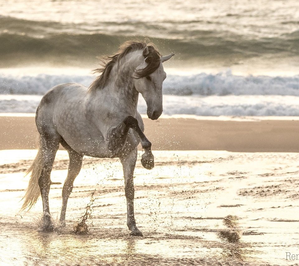 Обои лошадь, море, песок, пляж, конь, грива, копыта, конь . жеребец, horse, sea, sand, beach, mane, hooves, horse . stallion разрешение 1920x1333 Загрузить