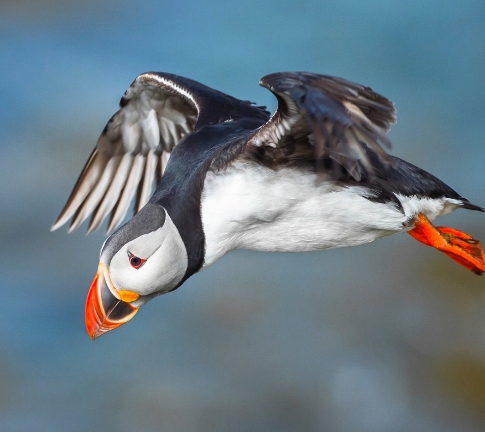 Обои полет, крылья, птица, клюв, тупик, атлантический тупик, puffin, птаха, flight, wings, bird, beak, stalled, atlantic puffin разрешение 1920x1080 Загрузить