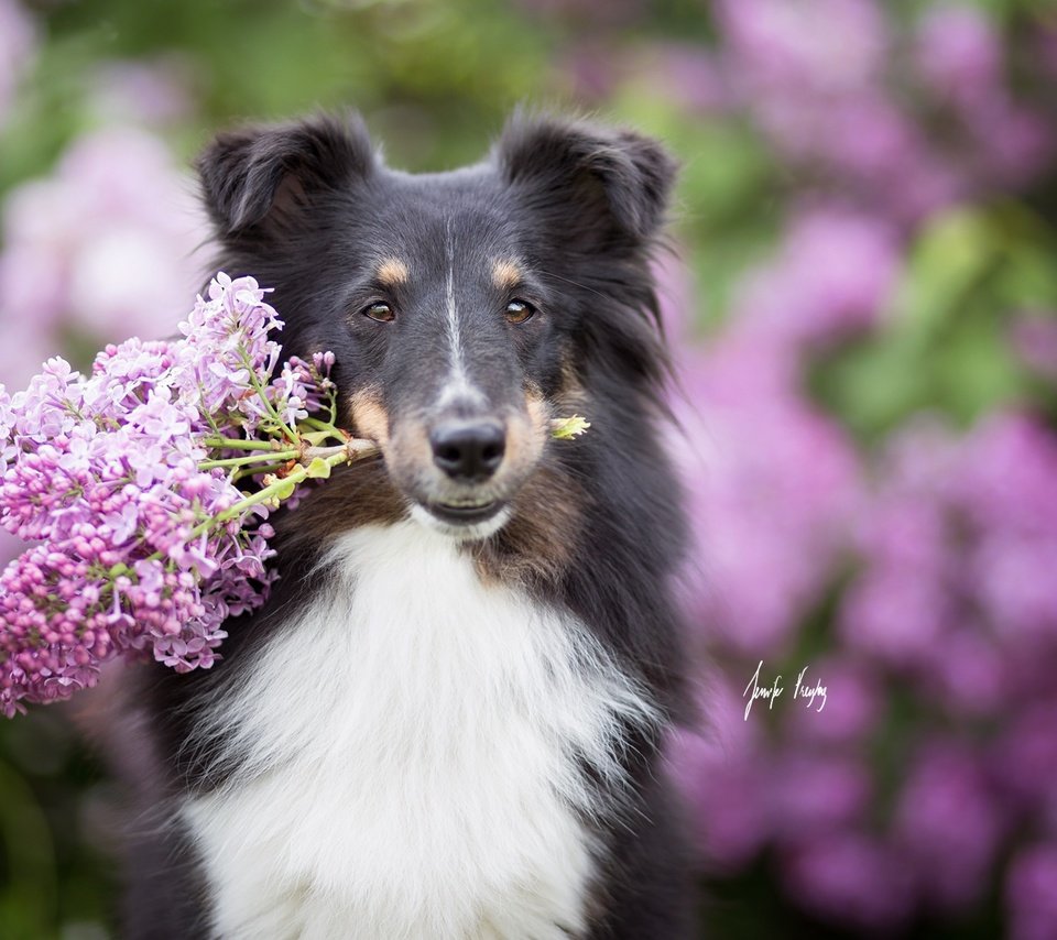 Обои собака, друг, сирень, шелти, шетландская овчарка, dog, each, lilac, sheltie, shetland sheepdog разрешение 2048x1365 Загрузить