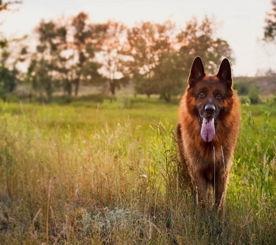 Обои трава, закат, собака, луг, язык, немецкая овчарка, овчарка, grass, sunset, dog, meadow, language, german shepherd, shepherd разрешение 1920x1080 Загрузить