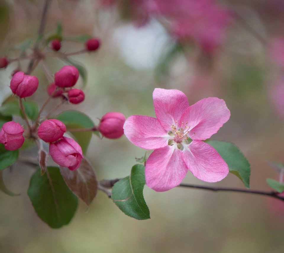 Обои ветка, цветение, бутоны, макро, цветок, весна, яблоня, branch, flowering, buds, macro, flower, spring, apple разрешение 3000x1993 Загрузить