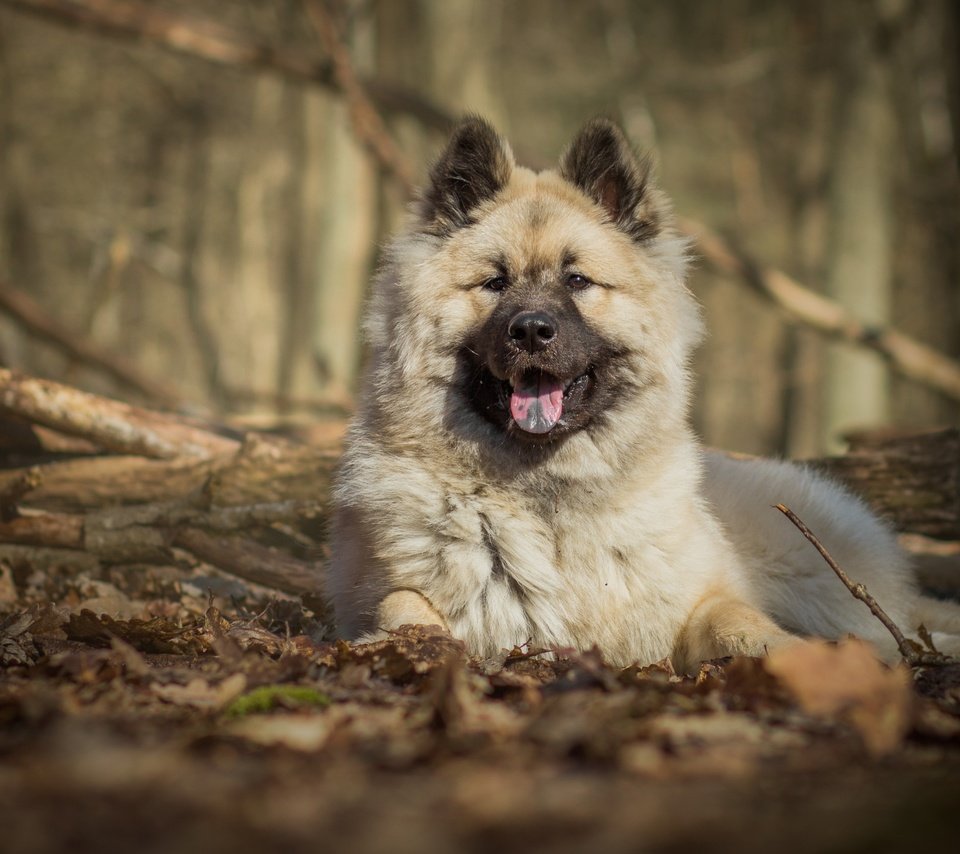 Обои природа, собака, язык, евразиер, nature, dog, language, the eurasier разрешение 2880x1800 Загрузить