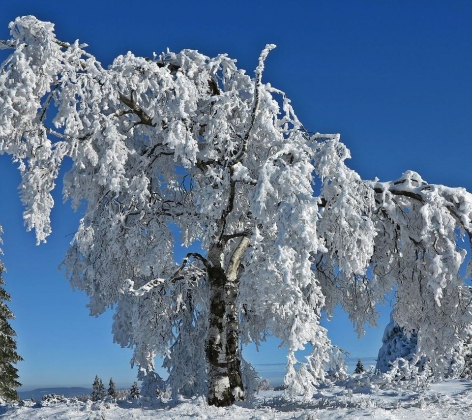 Обои небо, деревья, снег, природа, зима, ветки, иней, the sky, trees, snow, nature, winter, branches, frost разрешение 1920x1080 Загрузить