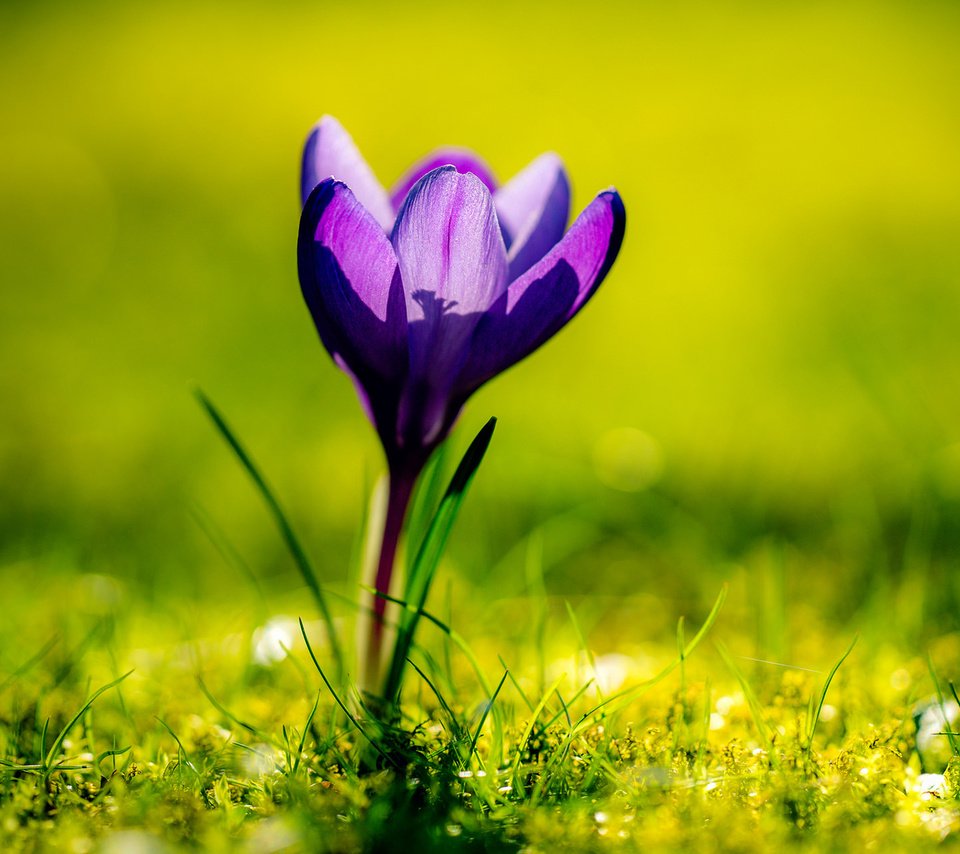 Обои трава, природа, зелень, цветок, весна, крокус, боке, grass, nature, greens, flower, spring, krokus, bokeh разрешение 1920x1200 Загрузить