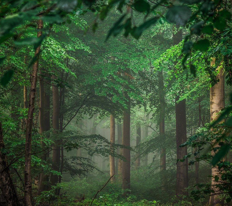 Обои деревья, природа, лес, тайга, германия, айфель, trees, nature, forest, taiga, germany разрешение 2880x1800 Загрузить