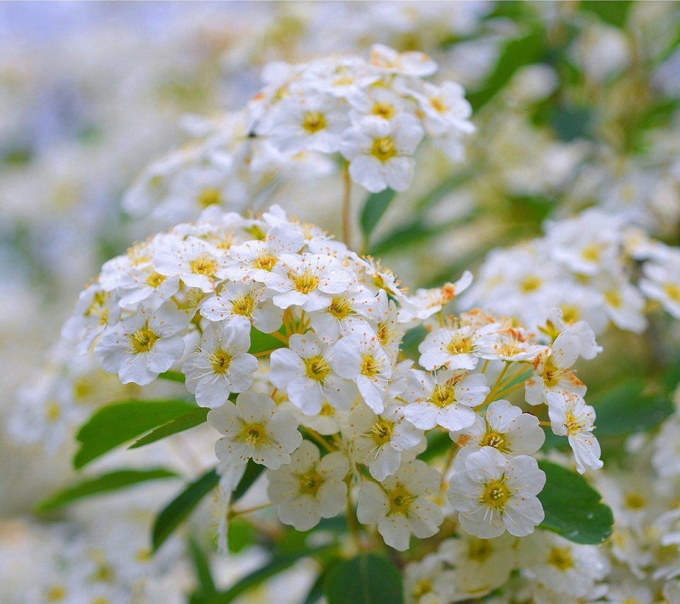 Обои цветы, цветение, белые, соцветия, боке, белые цветы, спирея, flowers, flowering, white, inflorescence, bokeh, white flowers, spiraea разрешение 3002x1894 Загрузить