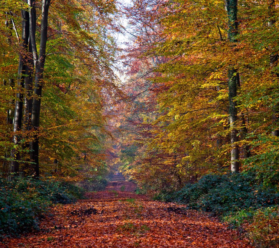 Обои деревья, природа, лес, листья, осень, тропа, trees, nature, forest, leaves, autumn, trail разрешение 3900x2600 Загрузить