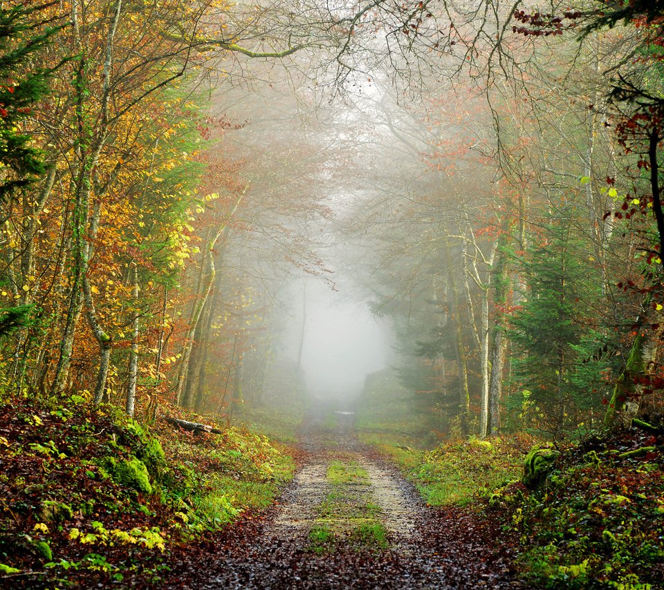 Обои дорога, природа, дерево, лес, пейзаж, туман, осень, road, nature, tree, forest, landscape, fog, autumn разрешение 7360x4912 Загрузить