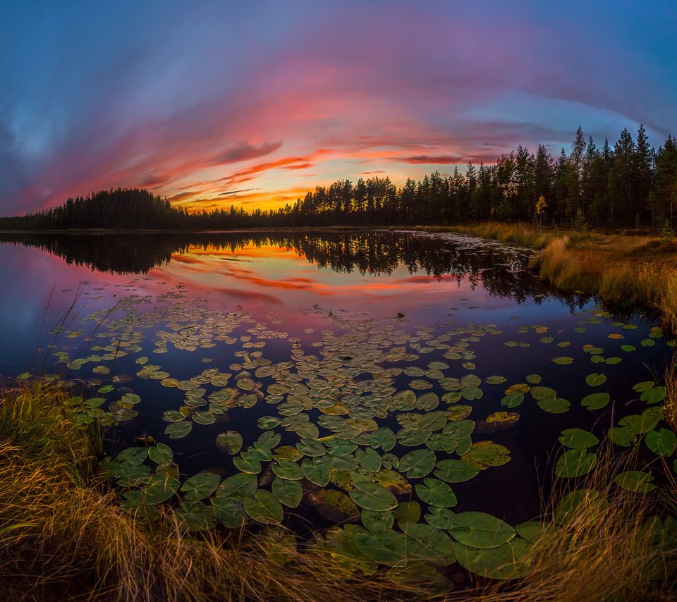 Обои небо, озеро, растения, листья, закат, отражение, the sky, lake, plants, leaves, sunset, reflection разрешение 2000x1204 Загрузить