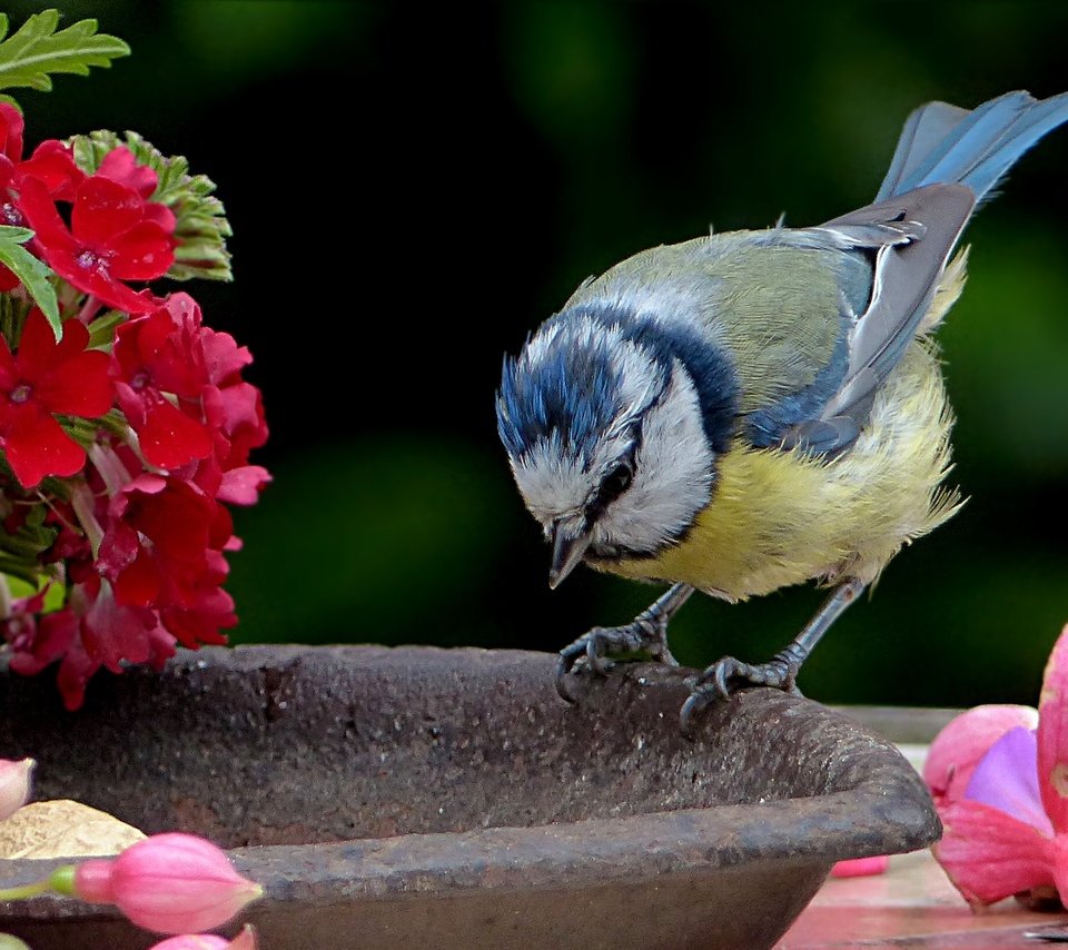 Обои цветы, птица, синица, лазоревка, flowers, bird, tit, blue tit разрешение 2427x1618 Загрузить