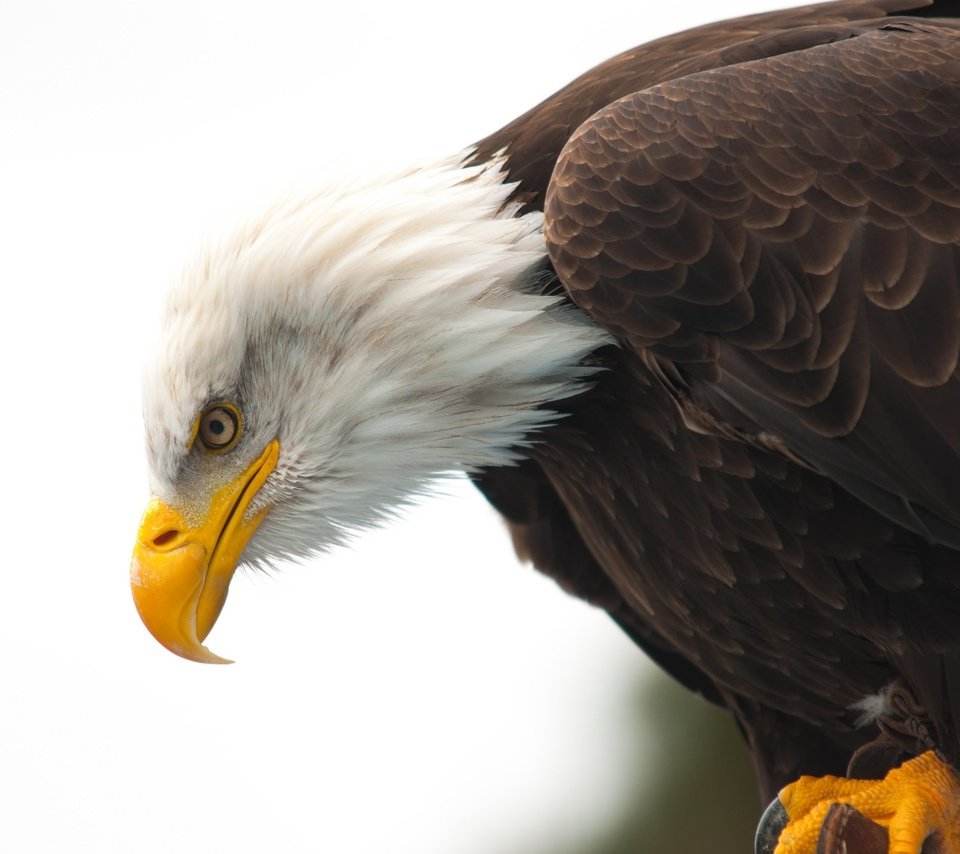 Обои животные, орел, птица, клюв, белоголовый орлан, animals, eagle, bird, beak, bald eagle разрешение 2048x1360 Загрузить