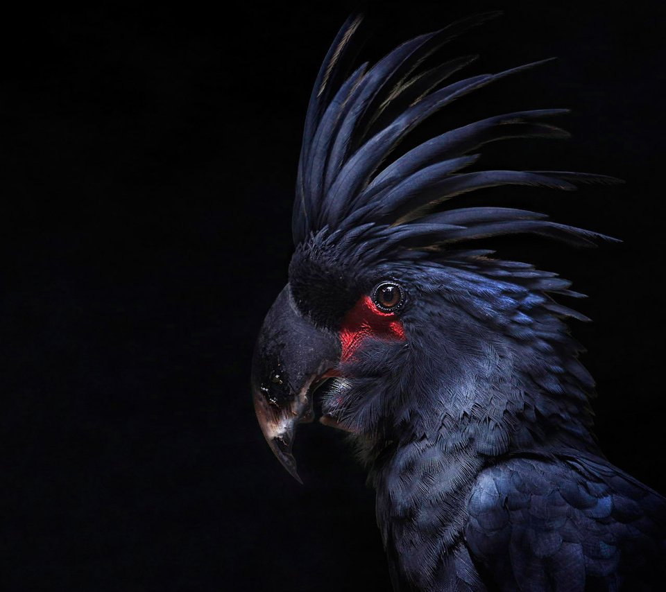 Обои птица, черный фон, перья, попугай, какаду, хохолок, bird, black background, feathers, parrot, cockatoo, crest разрешение 1920x1140 Загрузить