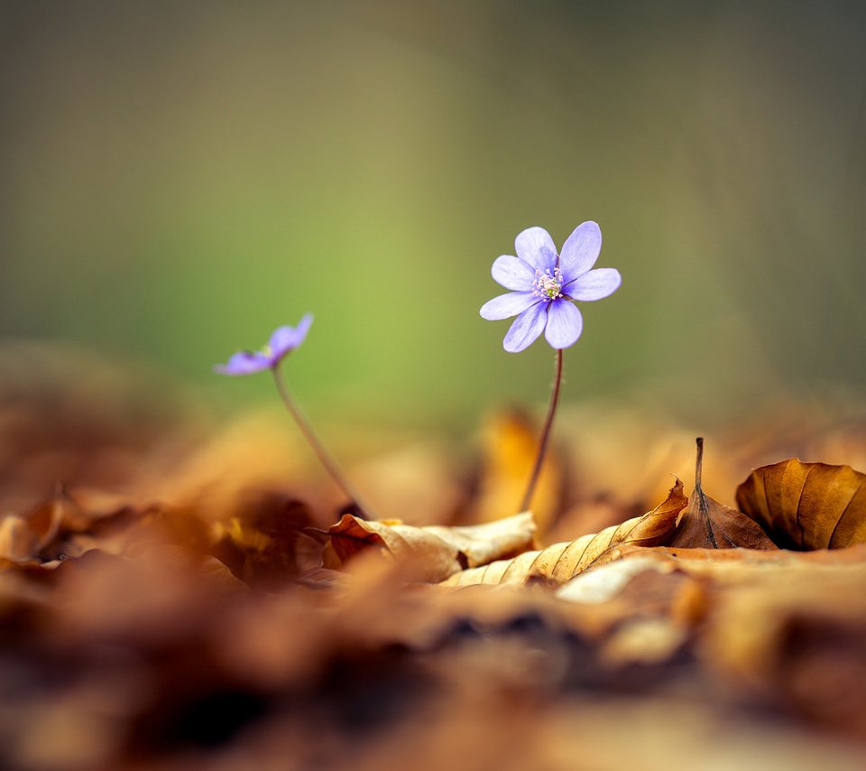 Обои цветы, листья, весна, боке, flowers, leaves, spring, bokeh разрешение 1920x1080 Загрузить