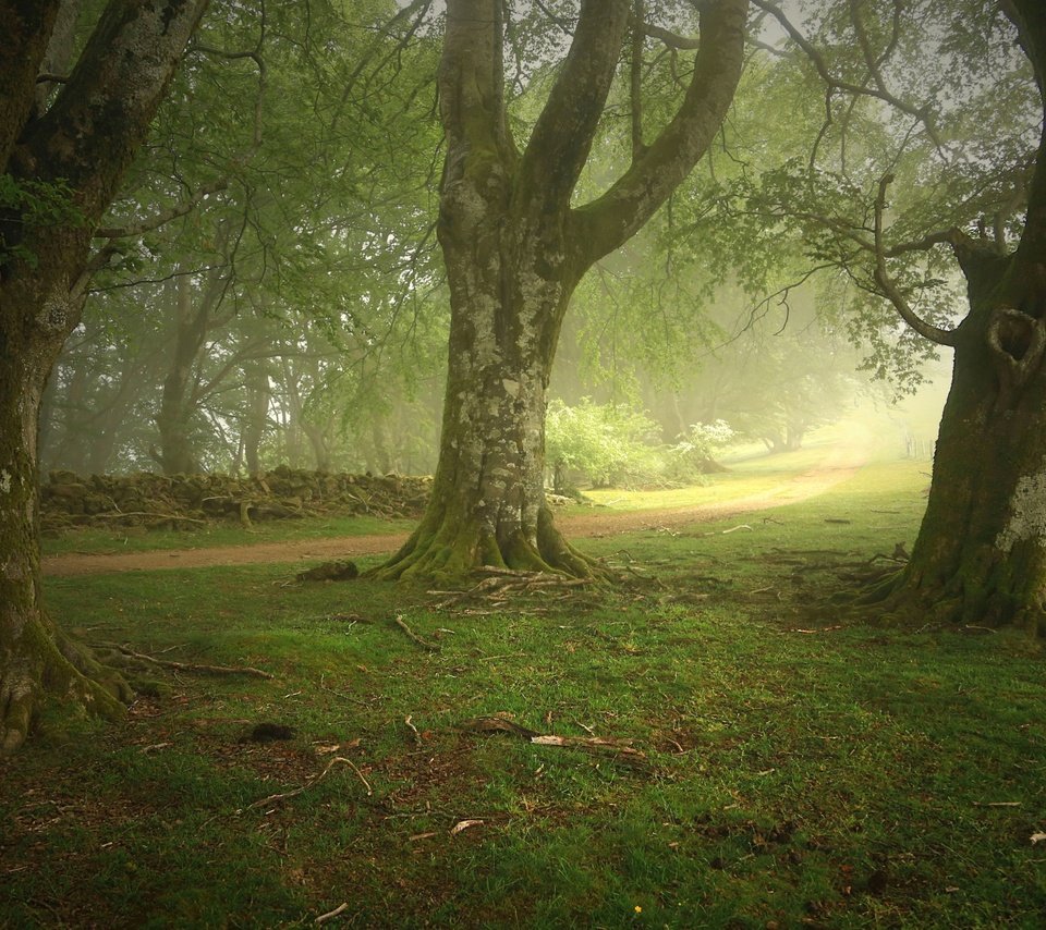 Обои деревья, природа, лес, пейзаж, парк, туман, тропа, trees, nature, forest, landscape, park, fog, trail разрешение 2880x1800 Загрузить