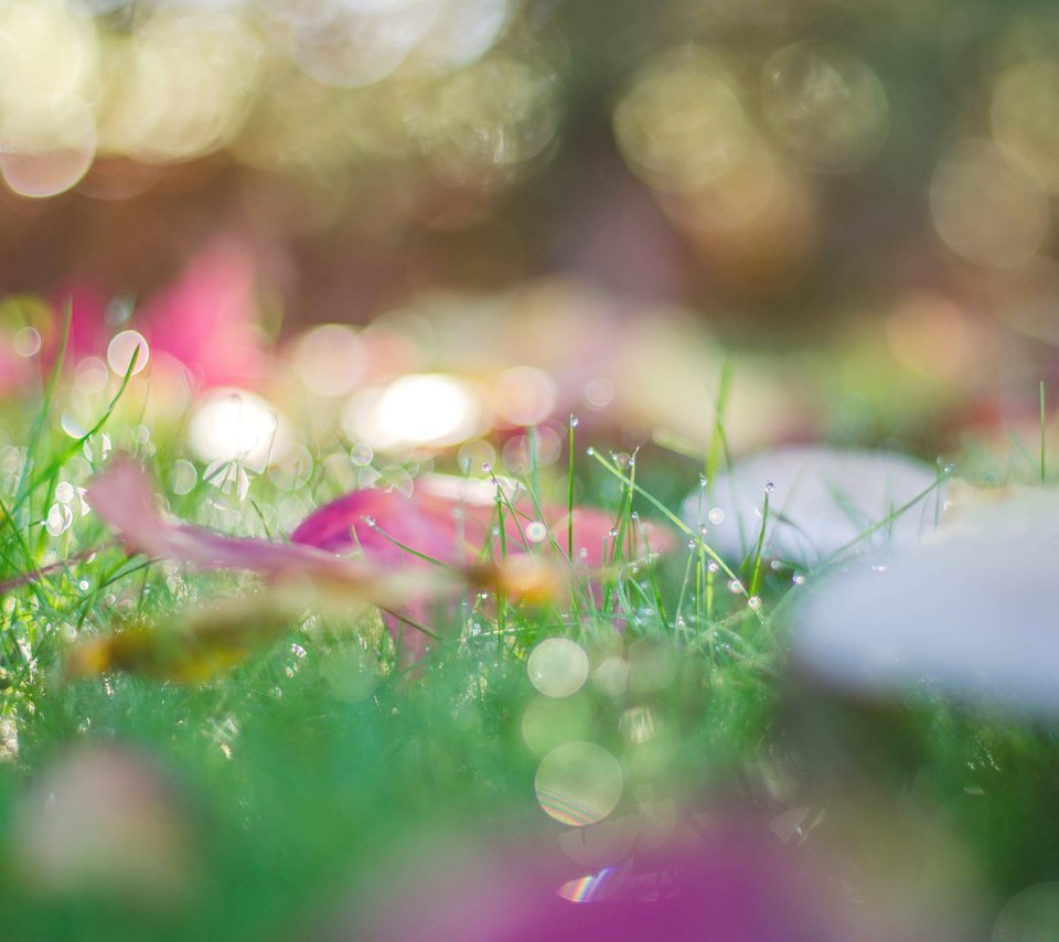 Обои трава, природа, листья, макро, роса, капли, осень, боке, grass, nature, leaves, macro, rosa, drops, autumn, bokeh разрешение 3840x2400 Загрузить