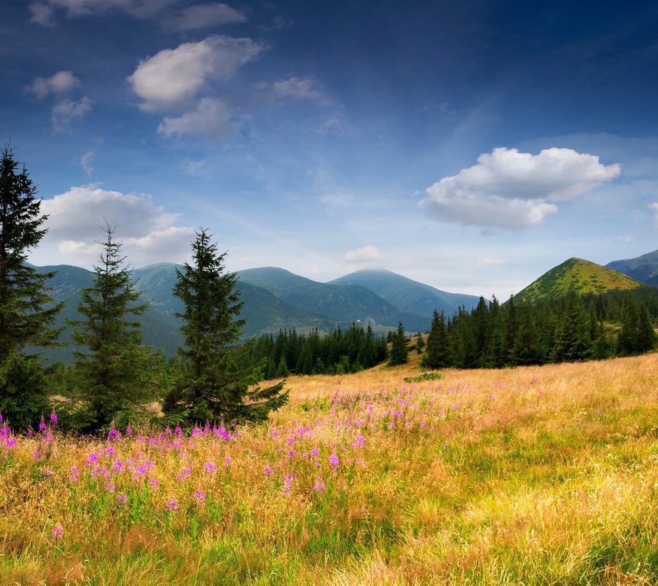 Обои небо, ель, цветы, трава, деревья, горы, природа, елка, склон, the sky, spruce, flowers, grass, trees, mountains, nature, tree, slope разрешение 5348x3689 Загрузить