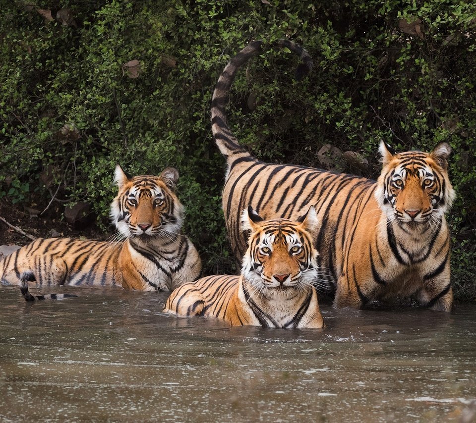 Обои вода, листья, кусты, хищники, тигры, андрей ведерников, water, leaves, the bushes, predators, tigers, andrei vedernikov разрешение 2000x1147 Загрузить