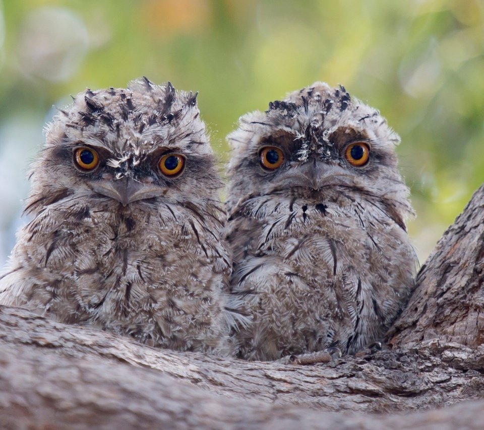 Обои дерево, птицы, кора, птенцы, совы, совята, tree, birds, bark, chicks, owls, owlets разрешение 2434x1691 Загрузить