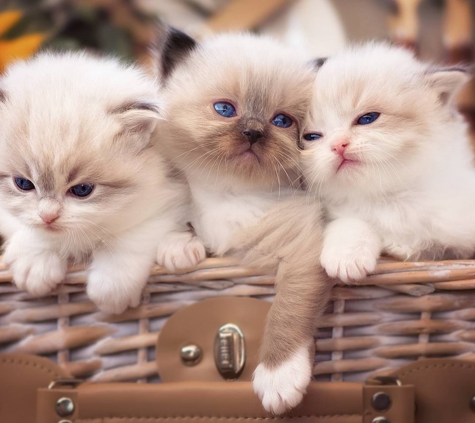 Обои кошки, малыши, котята, голубые глаза, рэгдолл, cats, kids, kittens, blue eyes, ragdoll разрешение 1920x1080 Загрузить