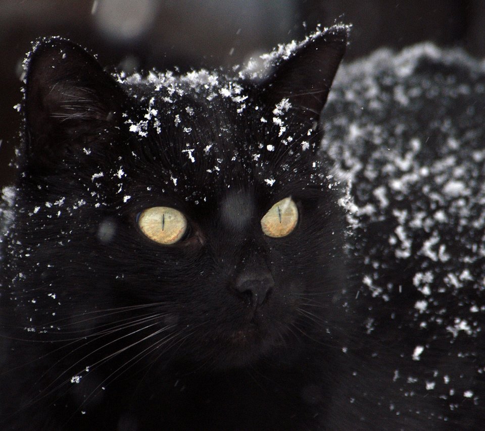 Обои глаза, снег, фон, кот, усы, кошка, взгляд, черный, eyes, snow, background, cat, mustache, look, black разрешение 2880x1800 Загрузить