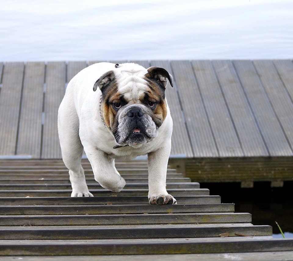 Обои лестница, собака, прогулка, животное, бульдог, английский бульдог, ladder, dog, walk, animal, bulldog, english bulldog разрешение 4512x3000 Загрузить